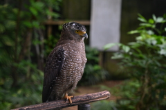 やいま村のカンムリワシ