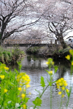 迷い込み