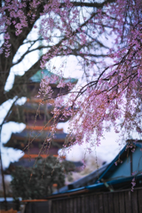 枝垂れ雨