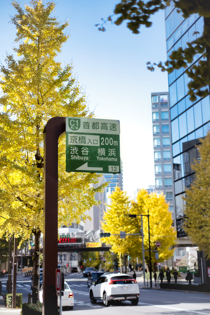 空高く木々は染まり