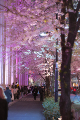 桜雲