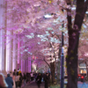 桜雲