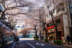 桜河