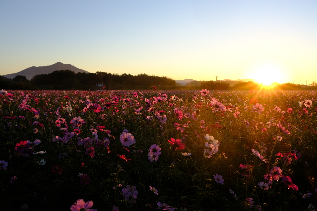 日の出と秋桜