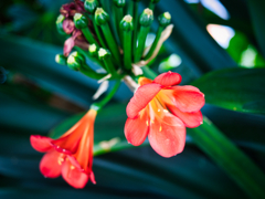 何て名前の花？
