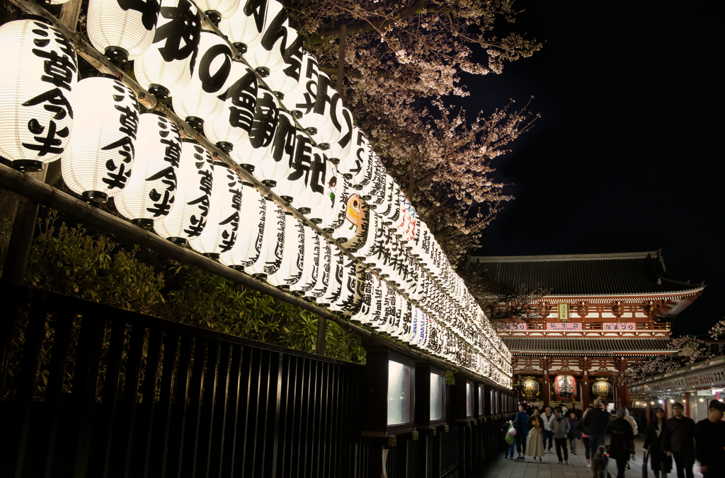 2024 桜風景