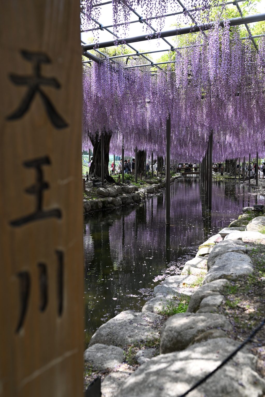 天王川 藤