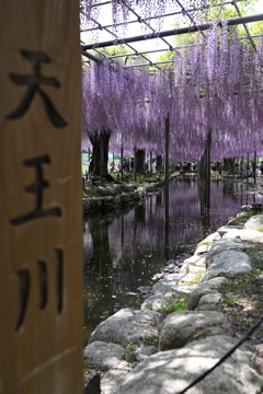天王川 藤