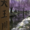 天王川 藤