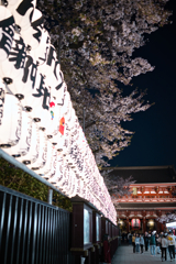 桜 宝蔵門前