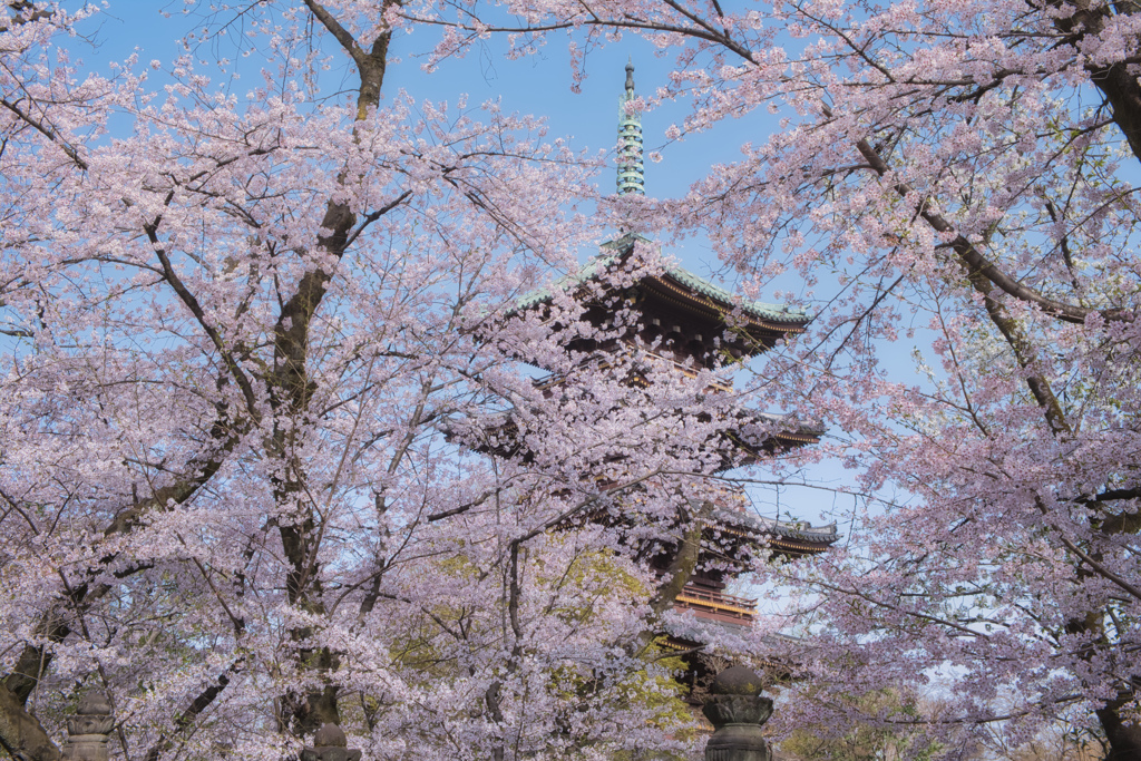 旧寛永寺五重塔の桜