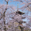 旧寛永寺五重塔の桜