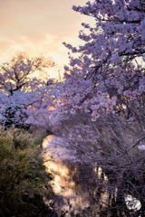 夕暮れ 桜