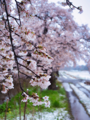 桜と雪のコラボ撮影