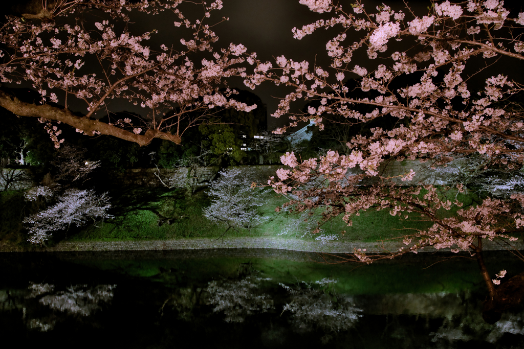 2024 桜風景