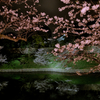 2024 桜風景