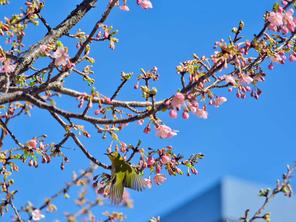 開花