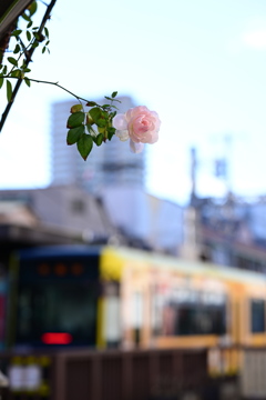 一輪の花