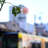 一輪の花