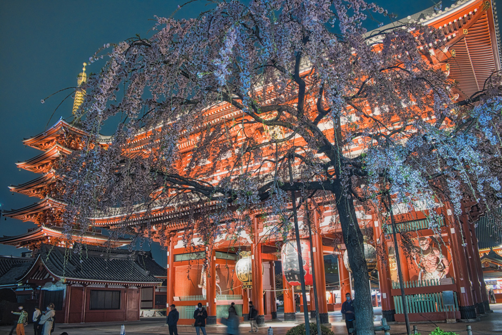 浅草 しだれ桜