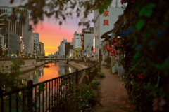 夕日に華