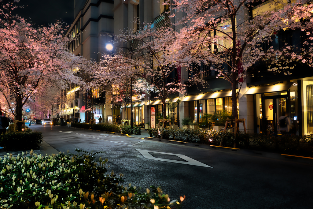 2024 桜風景