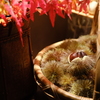 紅葉と栗