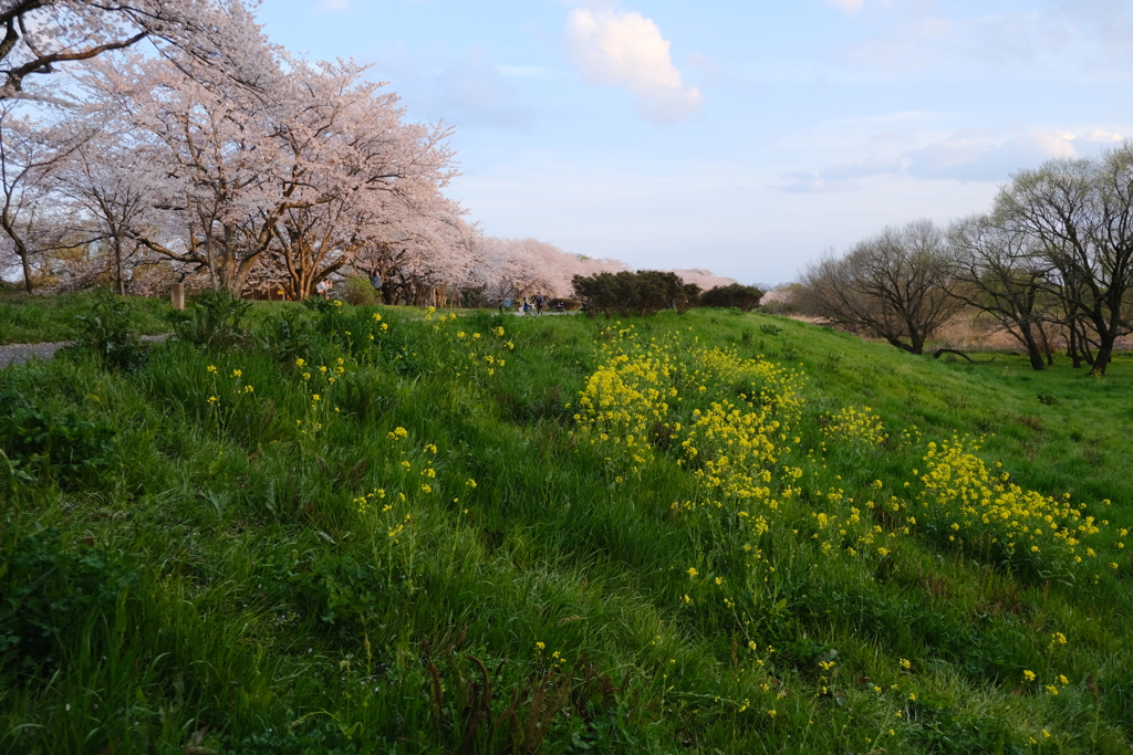 桜 夕暮れ