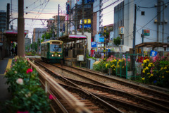 夕刻の荒川線