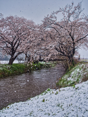 桜と雪のコラボ撮影