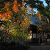 本土寺 紅葉
