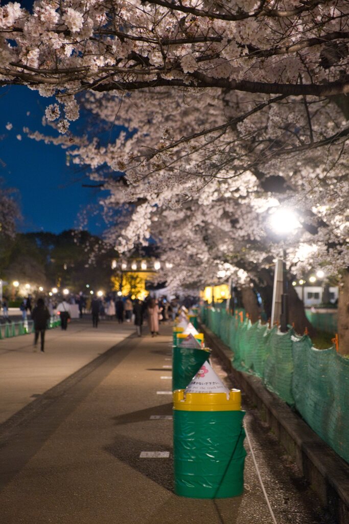 桜とバリケード