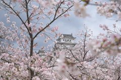 2024姫路城桜