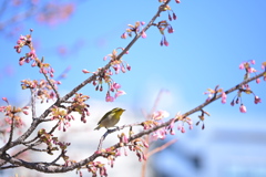 東京も河津桜が開花