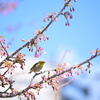 東京も河津桜が開花