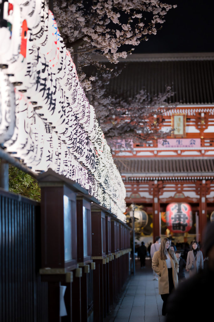 桜 宝蔵門前