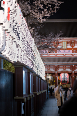 桜 宝蔵門前