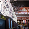 桜 宝蔵門前