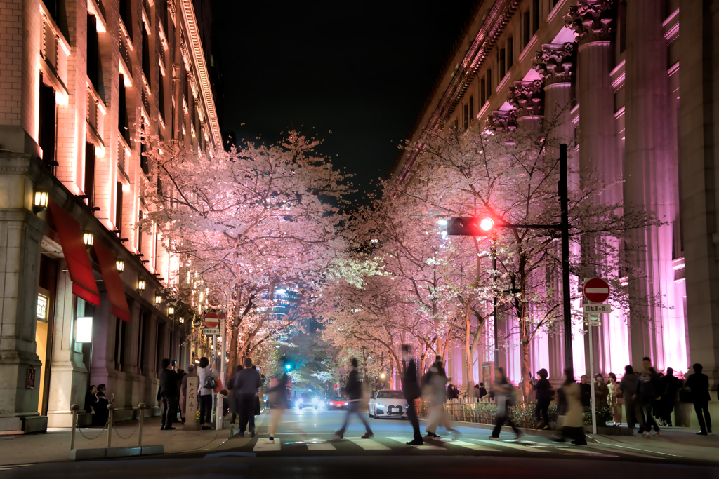 2024 桜風景