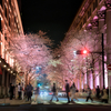 2024 桜風景