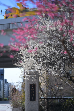 梅花と茅場橋
