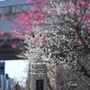 梅花と茅場橋