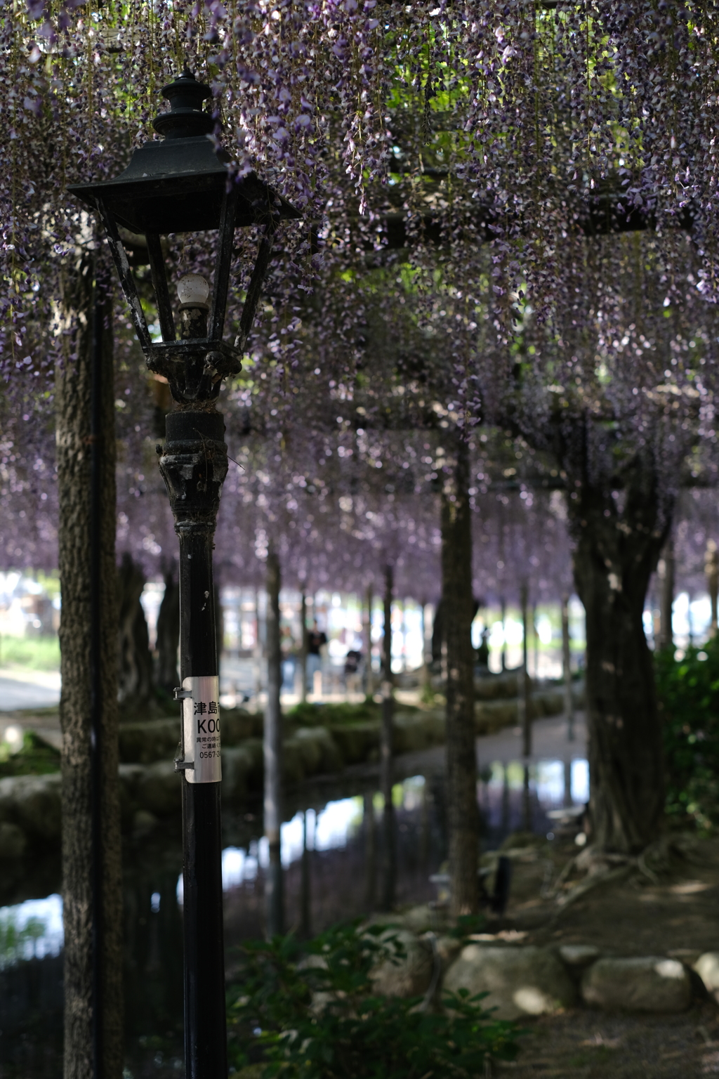 紫雨