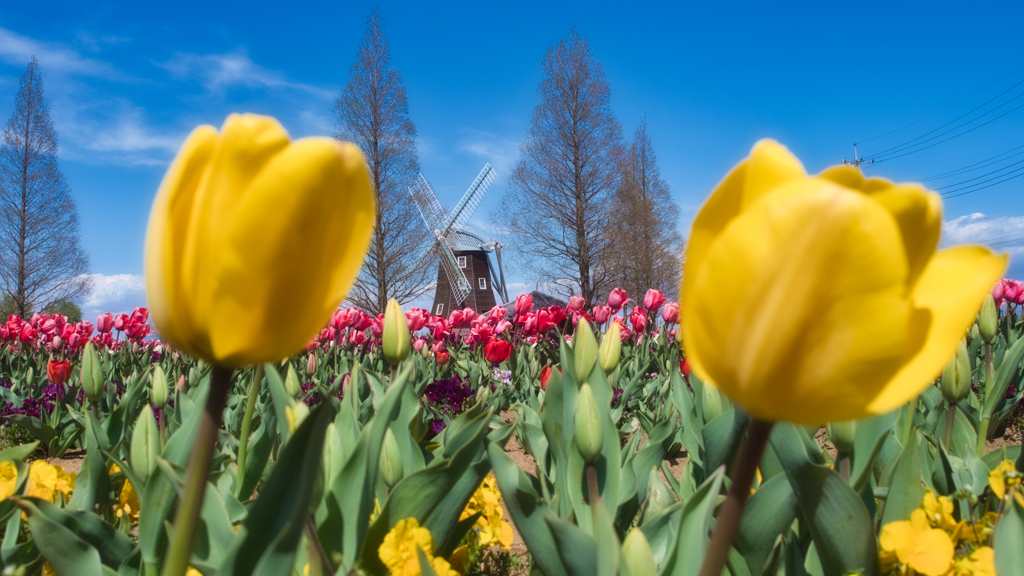 あけぼの山農業公園チューリップ