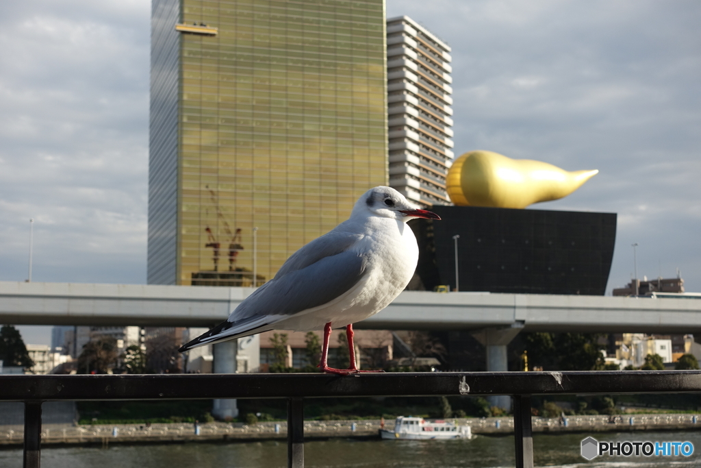 アサヒビールと鳥