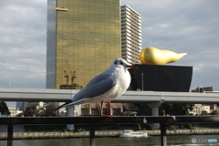 アサヒビールと鳥