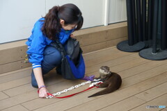 お姉さんとかわうそ