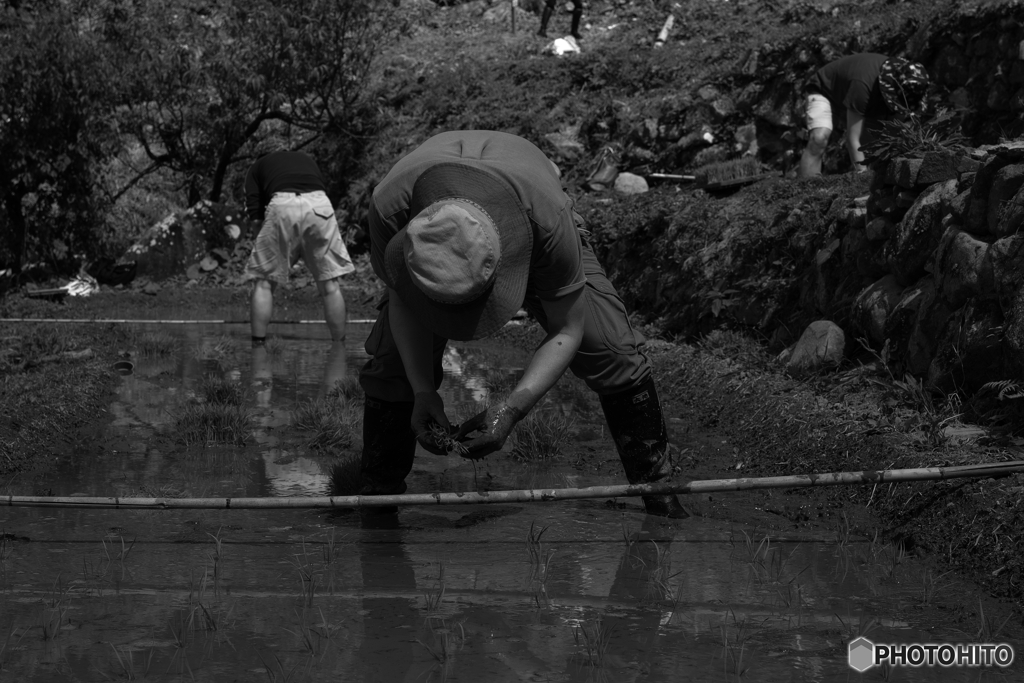 オーナーさんの田植え②