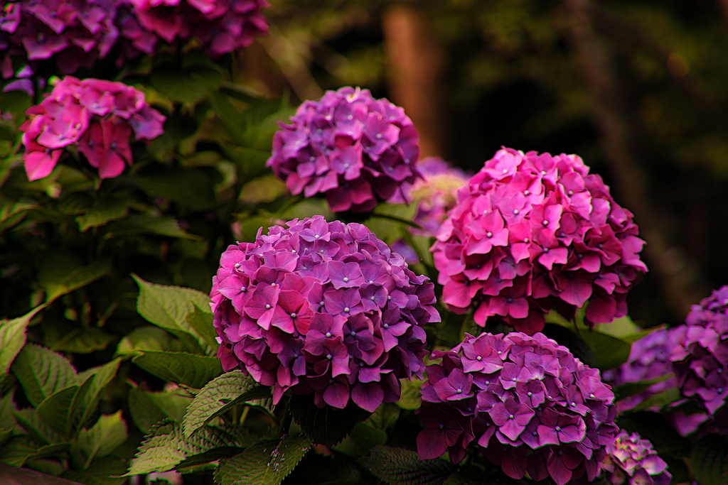 紫陽花赤紫