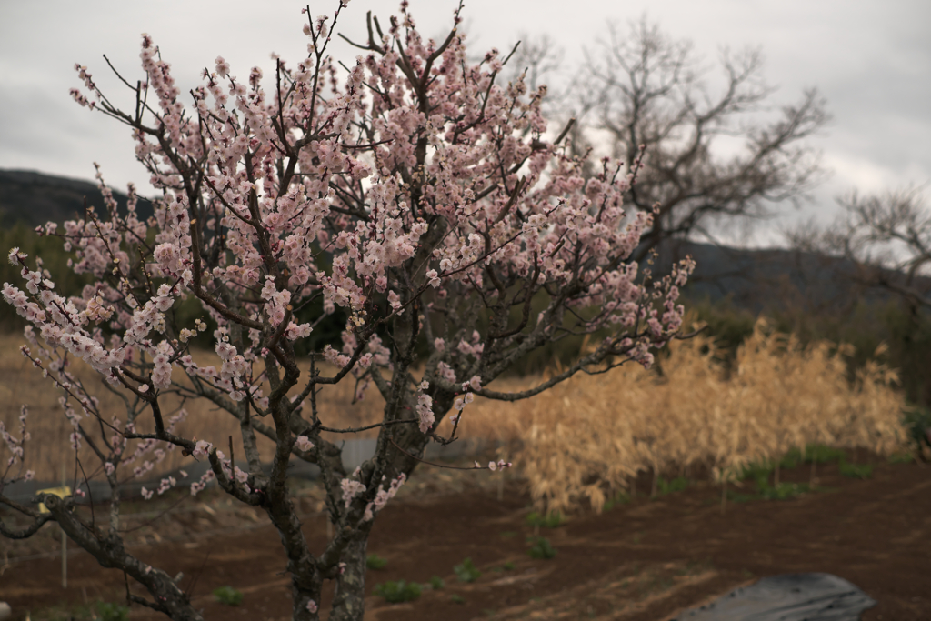 1本の桜